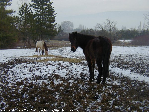 Photo de Races diffrentes