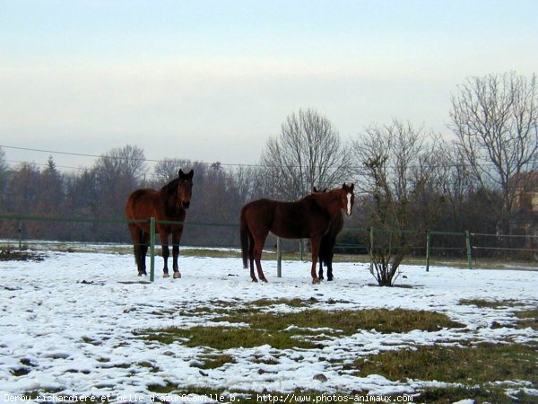 Photo de Races diffrentes