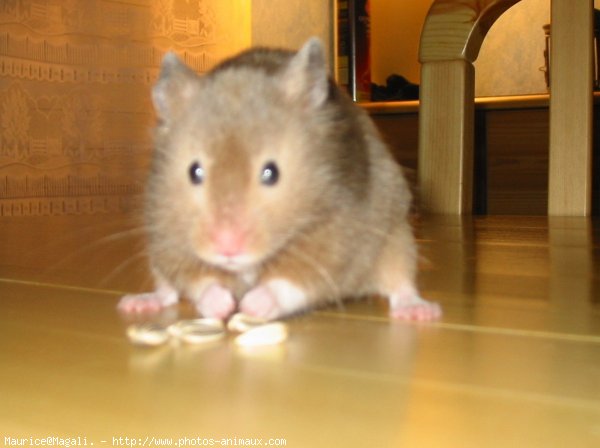 Photo de Hamster