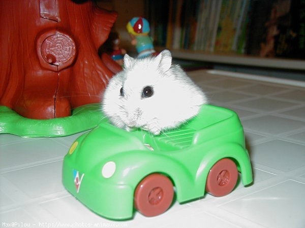 Photo de Hamster