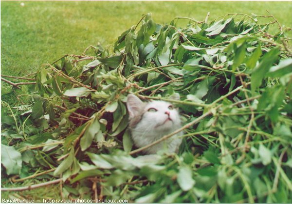 Photo de Chat domestique