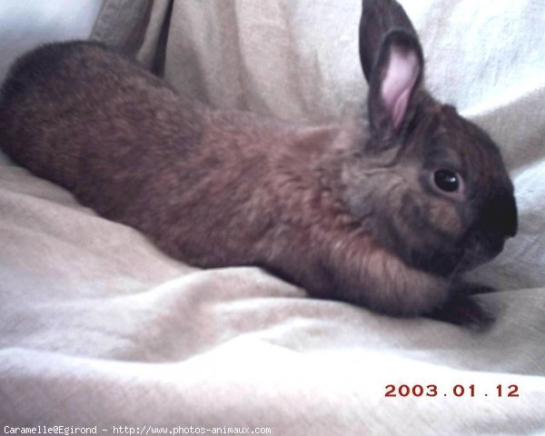 Photo de Lapin