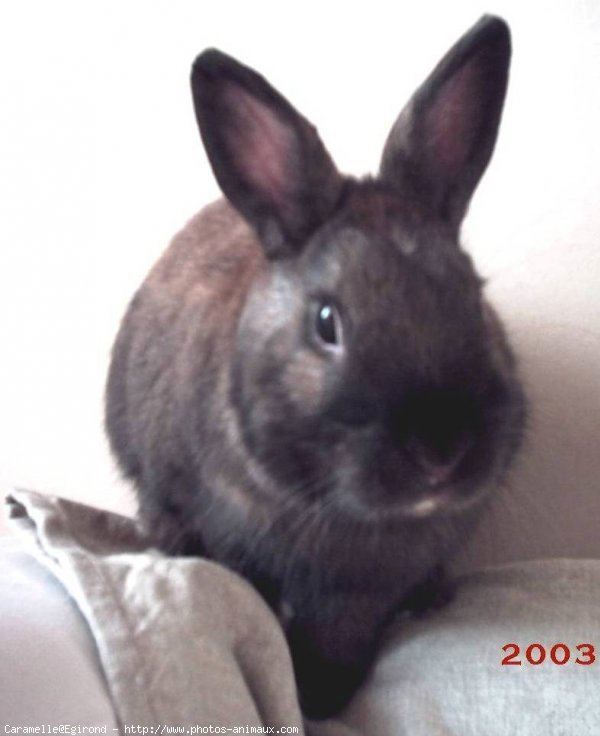 Photo de Lapin