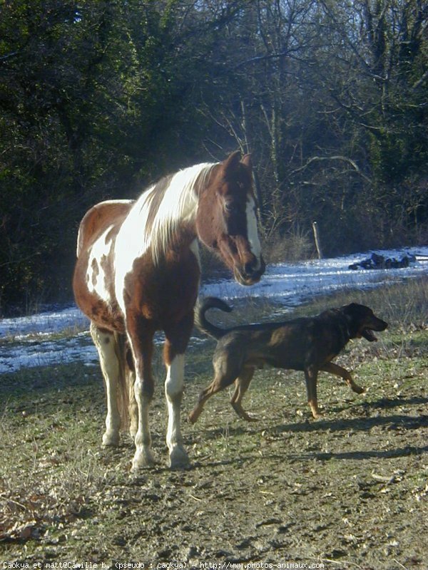 Photo de Paint horse