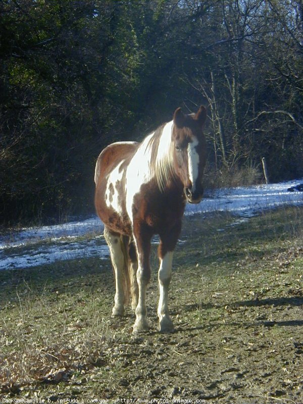 Photo de Paint horse