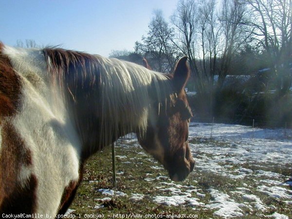 Photo de Paint horse