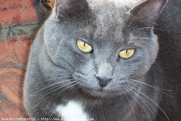 Photo de Chartreux