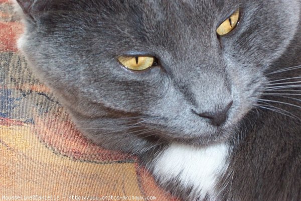 Photo de Chartreux