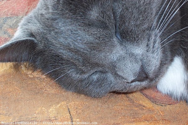 Photo de Chartreux