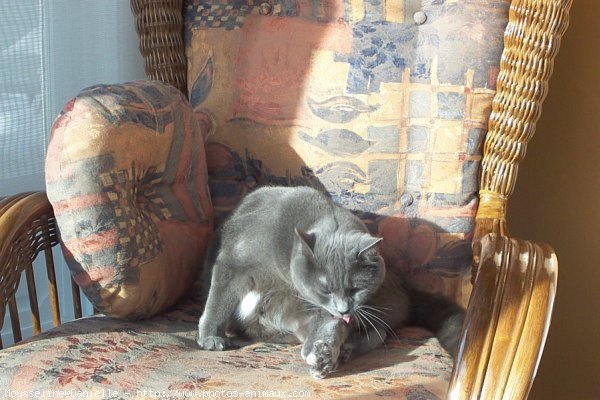 Photo de Chartreux