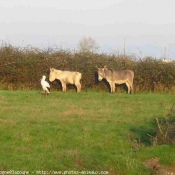 Photo de Races diffrentes