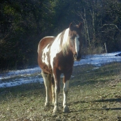 Photo de Paint horse