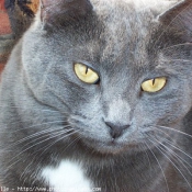 Photo de Chartreux