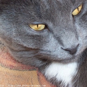 Photo de Chartreux