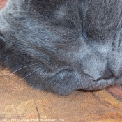 Photo de Chartreux