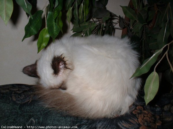 Photo de Sacr de birmanie