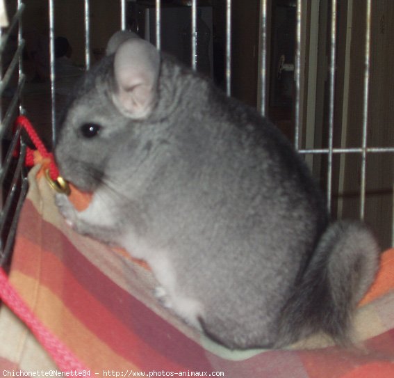 Photo de Chinchilla