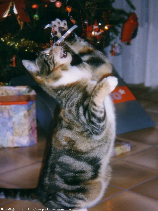 Photo de Chat domestique