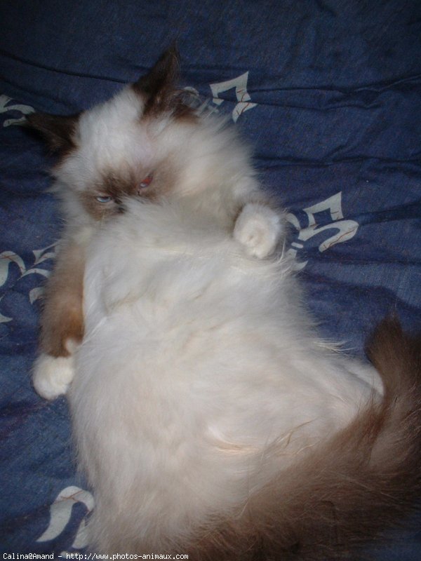 Photo de Sacr de birmanie