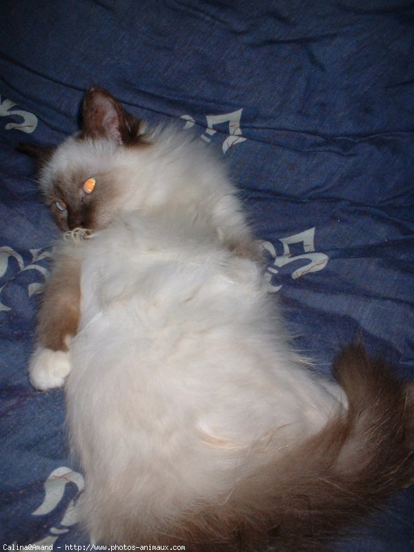 Photo de Sacr de birmanie