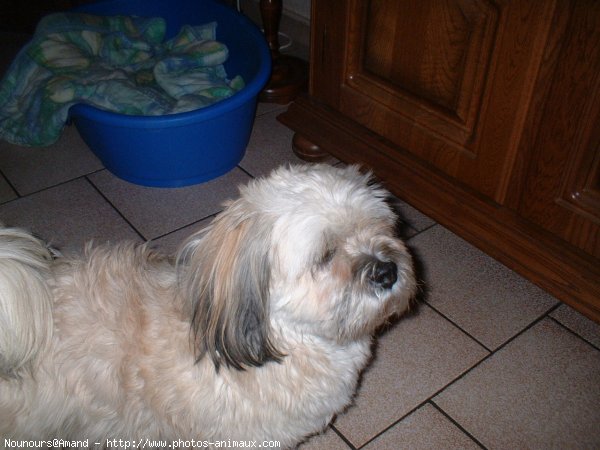 Photo de Lhassa apso