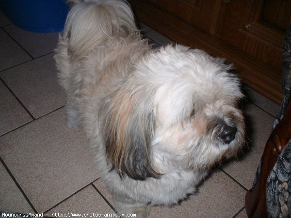 Photo de Lhassa apso