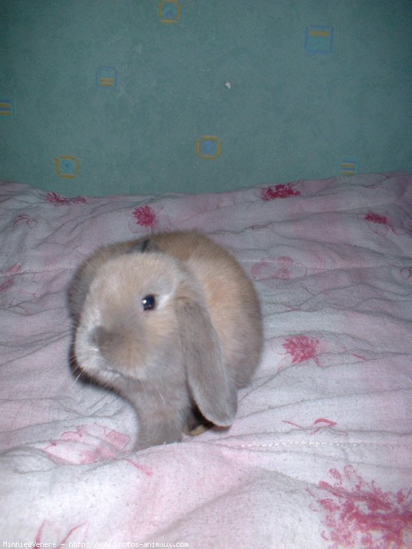 Photo de Lapin