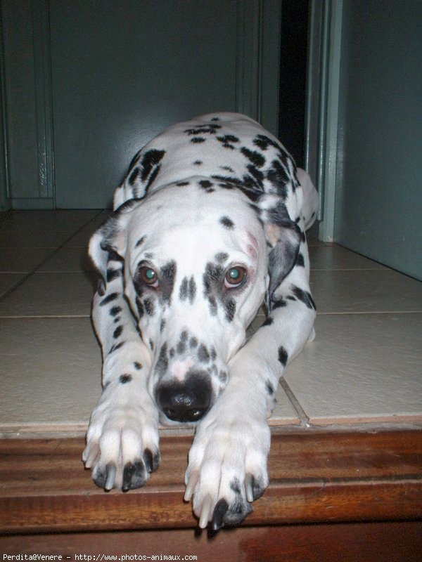 Photo de Dalmatien