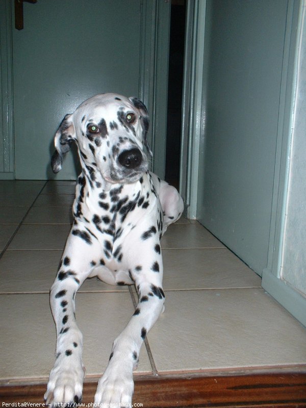 Photo de Dalmatien