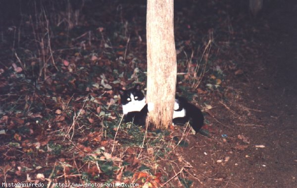 Photo de Chat domestique