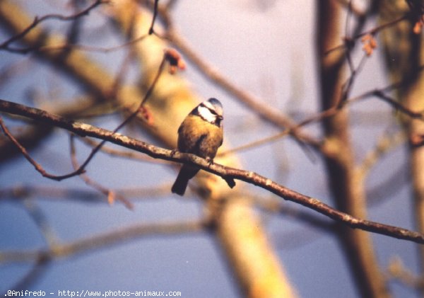 Photo de Msange bleue