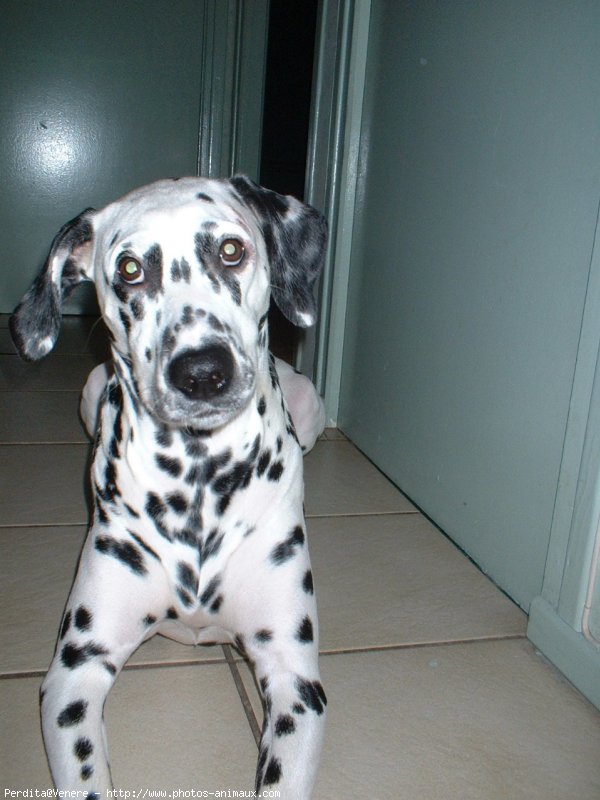 Photo de Dalmatien