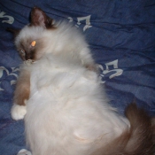 Photo de Sacr de birmanie