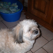 Photo de Lhassa apso