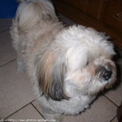 Photo de Lhassa apso