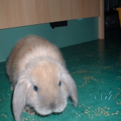 Photo de Lapin