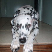 Photo de Dalmatien