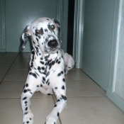 Photo de Dalmatien