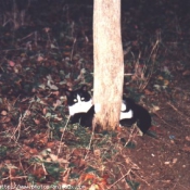 Photo de Chat domestique