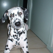 Photo de Dalmatien