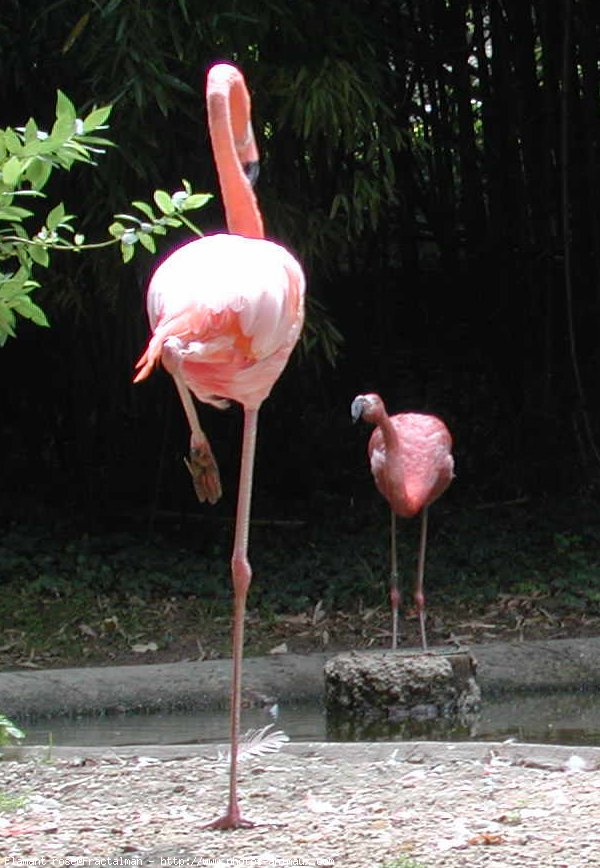 Photo de Flamand rose