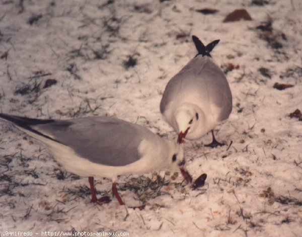 Photo de Mouette