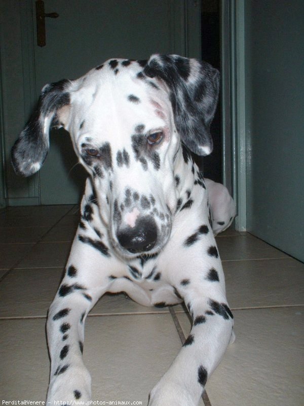 Photo de Dalmatien