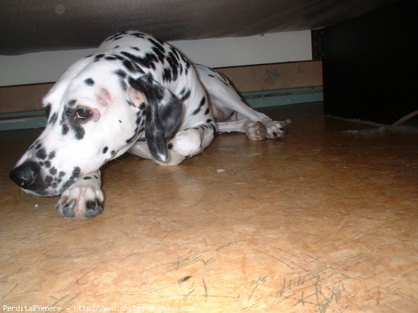 Photo de Dalmatien