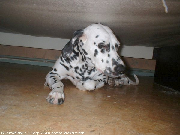 Photo de Dalmatien