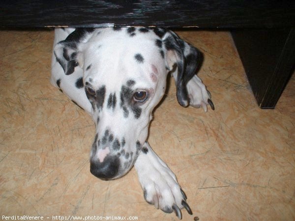 Photo de Dalmatien