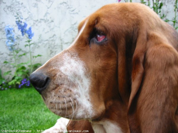 Photo de Basset hound