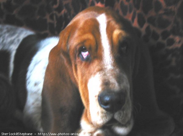 Photo de Basset hound