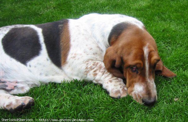 Photo de Basset hound