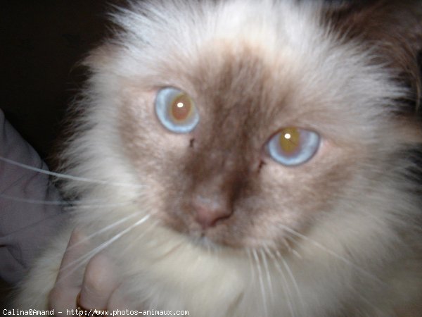 Photo de Sacr de birmanie